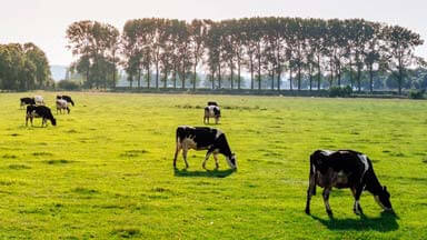 Feed & Milk Testing In Michigan