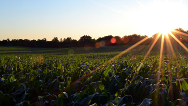 Forage Quality Testing