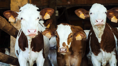 Raw Milk Testing In Michigan