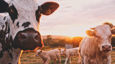 Michigan BioPRYN Livestock Pregnancy Testing Laboratory