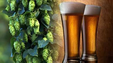 Michigan Beer, Wine & Hops Testing
